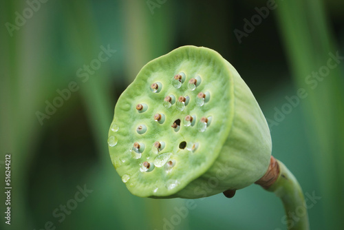 raindrops on a lotus head
