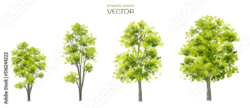 Vector watercolor of tree side view isolated on white background for landscape and architecture drawing, elements for environment and garden,botanical for section 