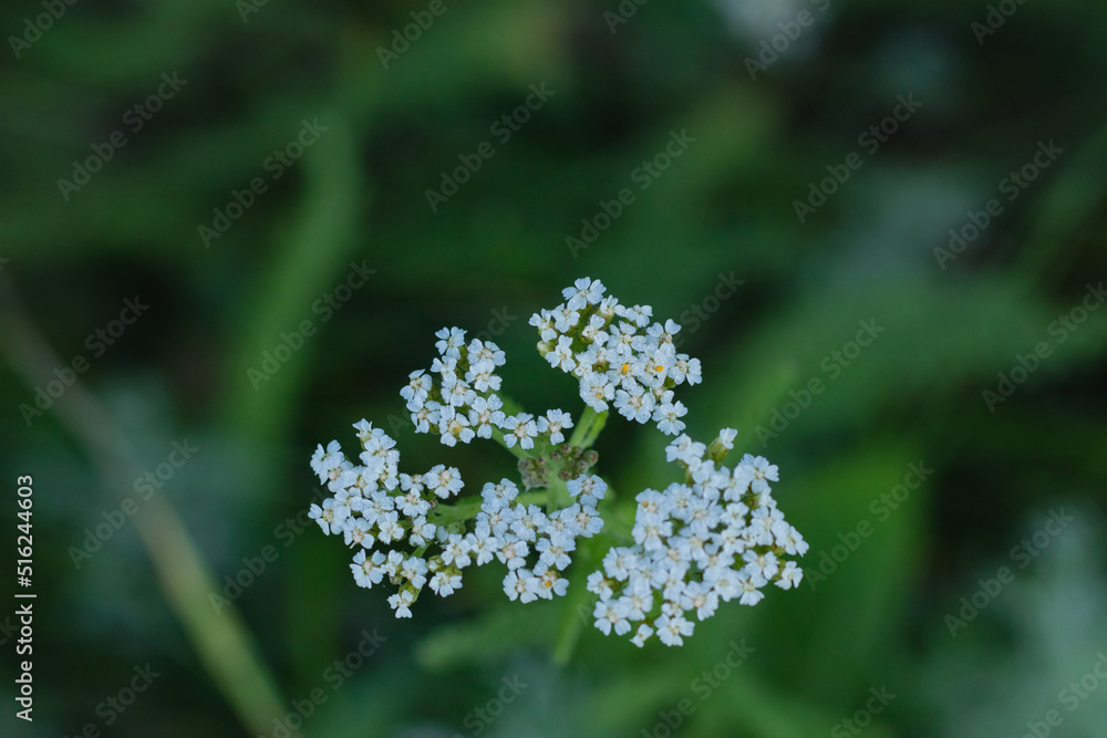 cow parsley or wild chervil (Anthriscus sylvestris), blooming during spring in field cow parsley or wild chervil (Anthriscus sylvestris), blooming during spring in field