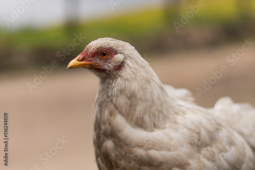 close up of a chicken © Jessica