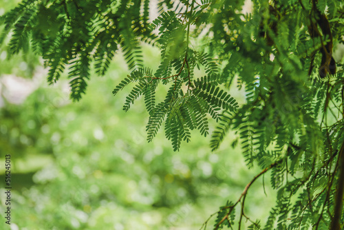Green tree leaf foliage closeup with blur background