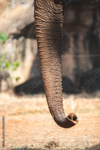 Closeup of wild animal and mammal elephant with trunk towards upside elevated walking and finding food in the forest