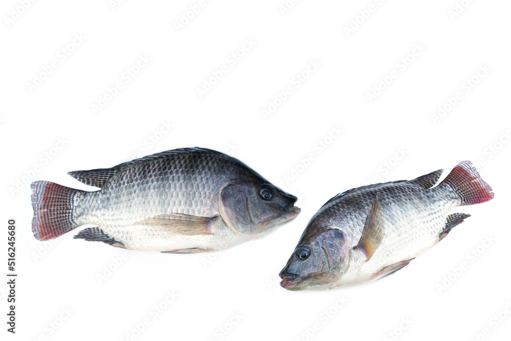 Obraz premium Tilapia fish isolated on white background.