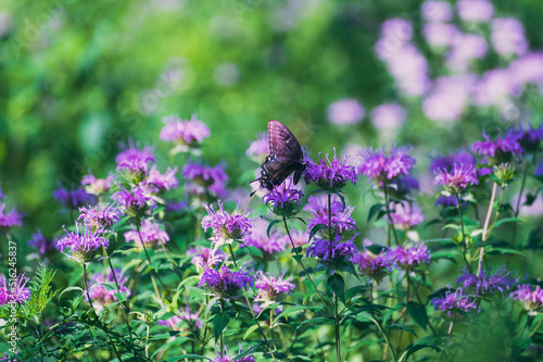 Black swallowtail butterfly on monarda flower