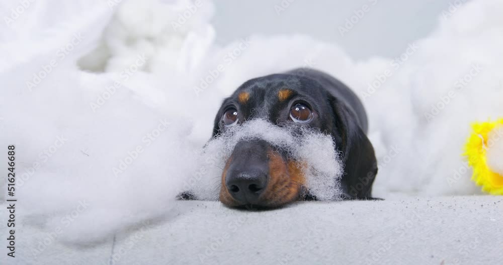 Mischievous dachshund puppy tore something and scattered the filler around, front view. Now dog is lying with guilty look and waiting for punishment, close up Mischievous dachshund puppy tore something and scattered the filler around, front view. Now dog is lying with guilty look and waiting for punishment, close up