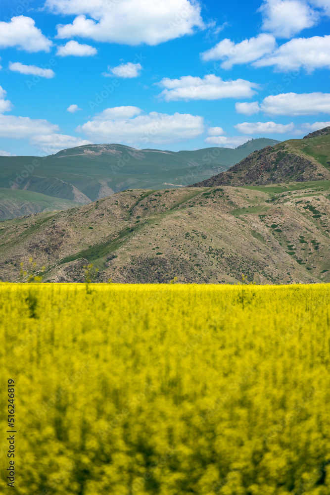 landscape with yellow rape flower filed, blue sky and mountains