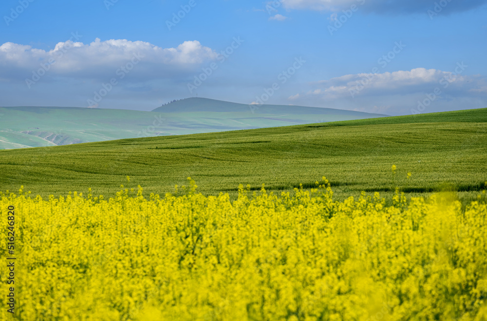 landscape with yellow rape flower filed, blue sky and mountains
