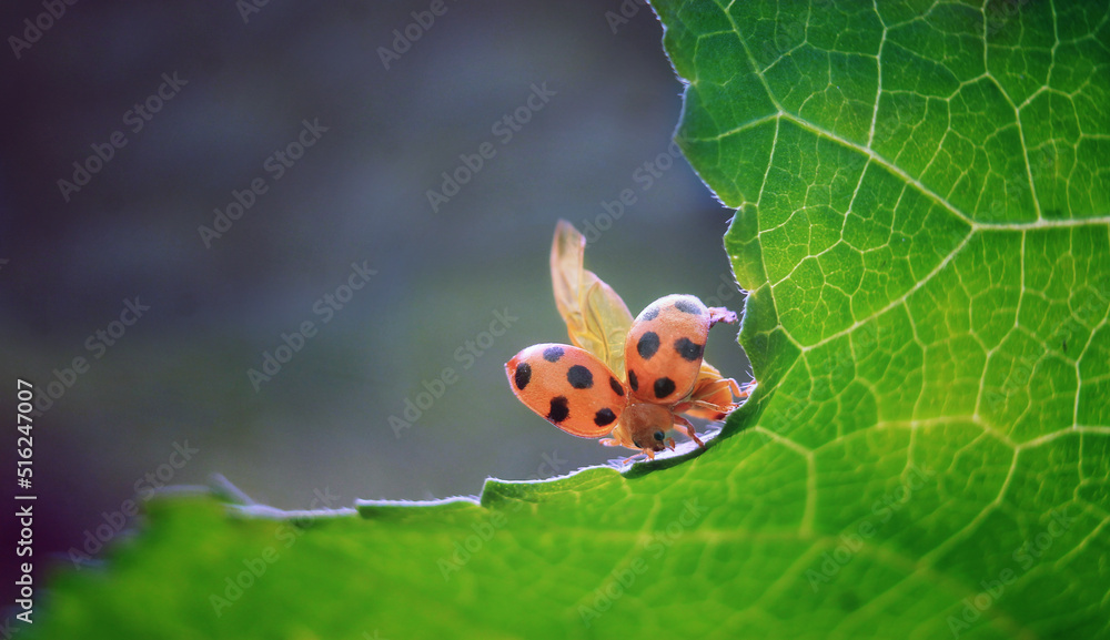 Obraz premium ladybug on flower green background
