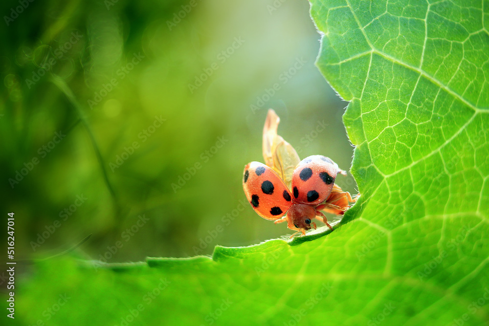 Fototapeta premium ladybug on flower green background