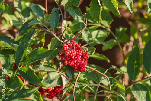 The fruit of plant Red Elderberry ( Sambucus racemosa, red-berried elder )