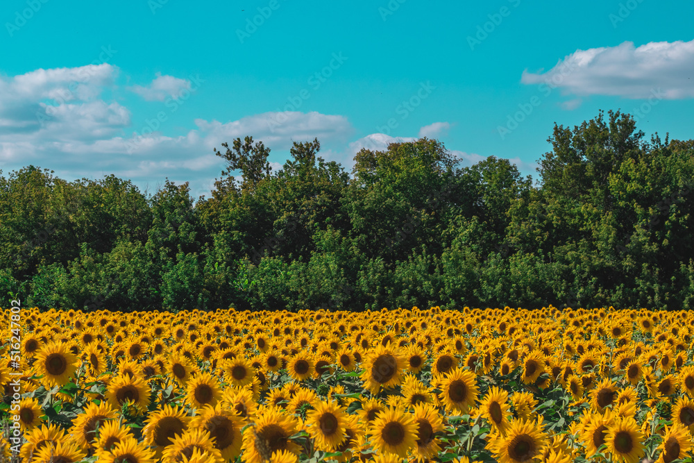 Obraz premium many sunflowers growing on a farm in a field on a sunny summer day
