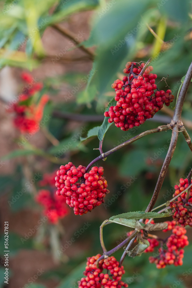 The fruit of plant Red Elderberry ( Sambucus racemosa, red-berried elder ) The fruit of plant Red Elderberry ( Sambucus racemosa, red-berried elder )