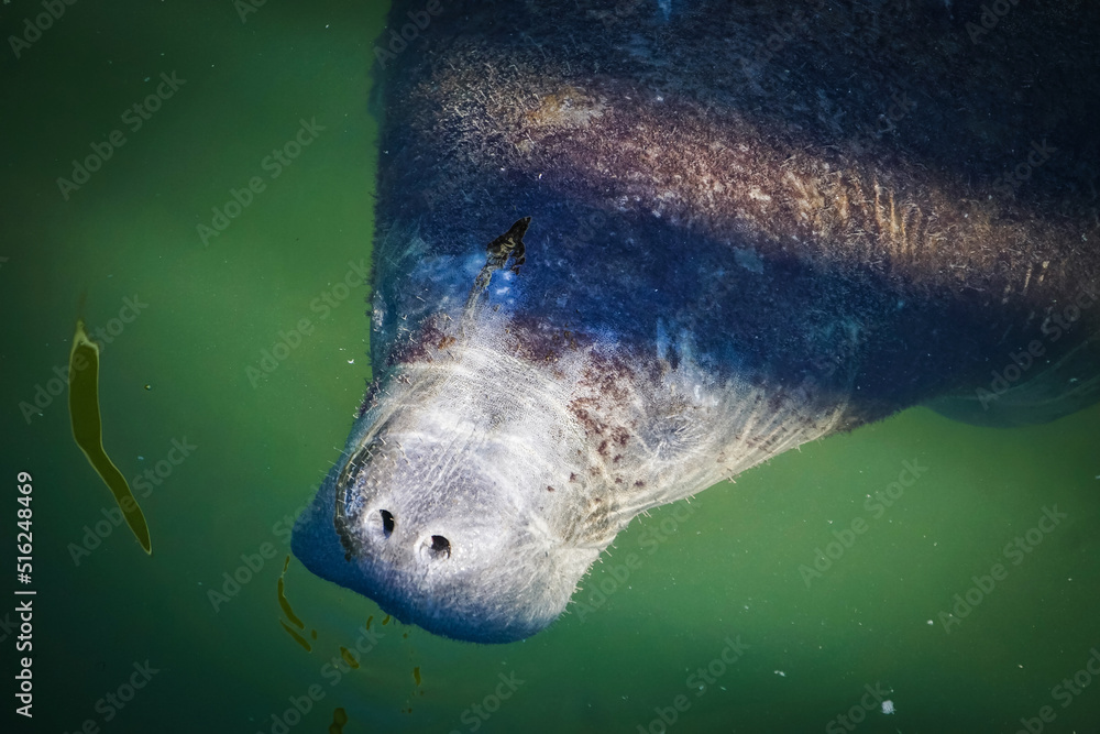 Fototapeta premium manatee opening its nostrils to breathe