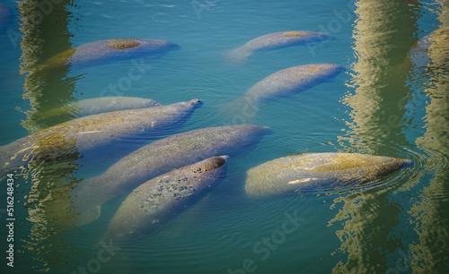 aggregation of manatees swimming together photo