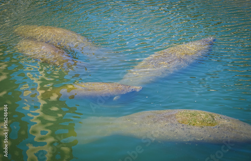 An aggregation of manatees swimming