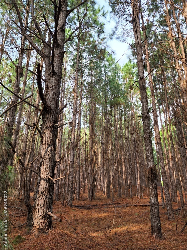 Fototapeta premium floresta mato de árvores de pinus
