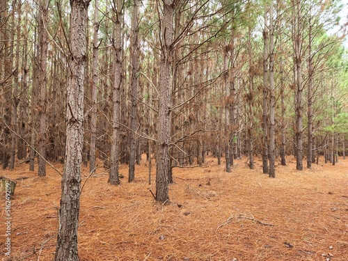 floresta de   rvores de pinus 