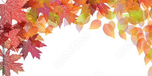 紅葉　もみじ　秋　背景
