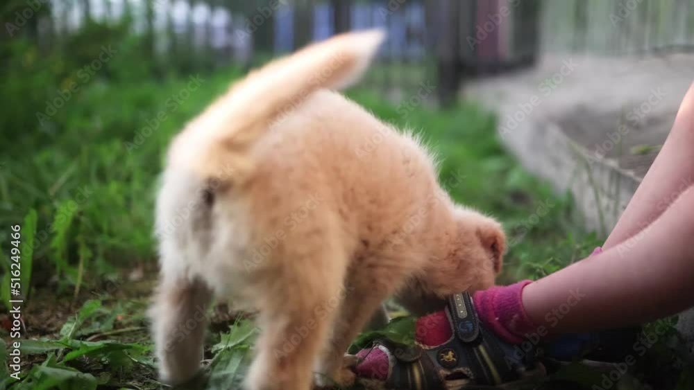 The puppy plays on the grass with the child, bites him on the legs The puppy plays on the grass with the child, bites him on the legs