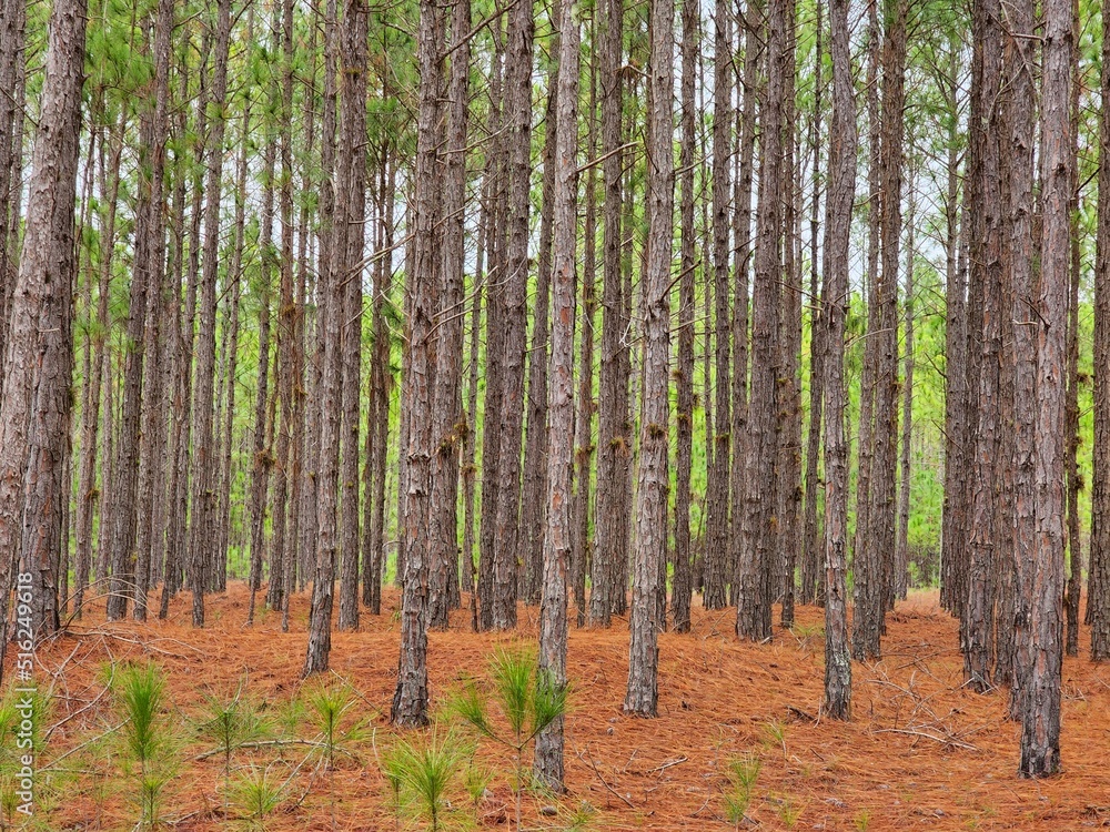 floresta árvores de pinus