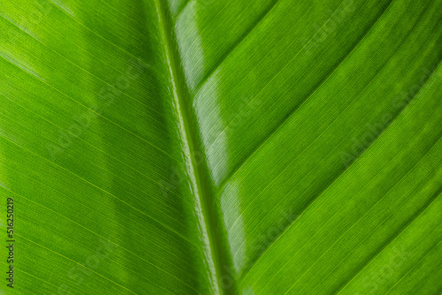 Green leave texture pattern close up