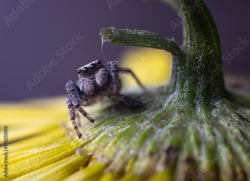 macro of a spider