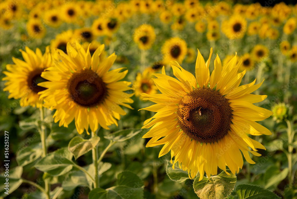 sunflower in a field of sunflowers