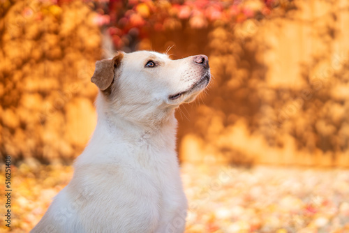 White Dog in Autumn Leaves