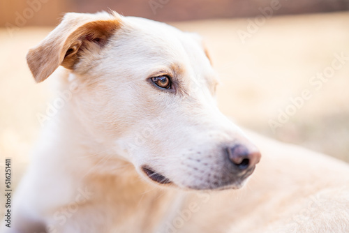 portrait of a white dog