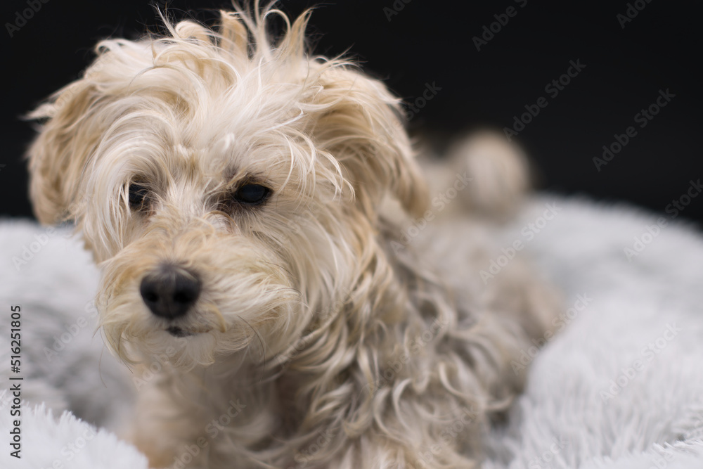 Yorkie Bichon laying on a light grey and fluffy dog bed. Yorkie Bichon laying on a light grey and fluffy dog bed.