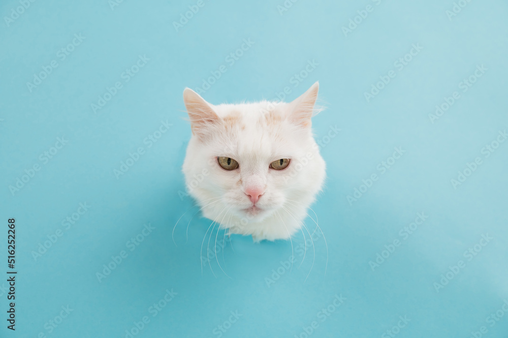 Bela fluffy cat stuck her head out of a hole in a paper blue background. 