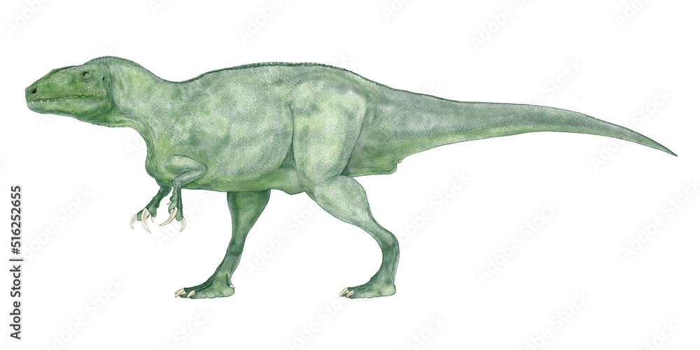 Obraz premium マイプ マクロソラックス(悪霊 大きな胴体）の口を閉じたタイプの画像 2020年3月南米アルゼンチンの白亜紀後期の地層から部分骨格が発見された肉食恐竜のオリジナル復元画像。推定全長は9から10メートル体幅は2メートルと広く、南米での当時の食物連鎖の頂点にいた肉食恐竜であると推定されている。この恐竜の骨格の化石はまだ継続して調査されている。