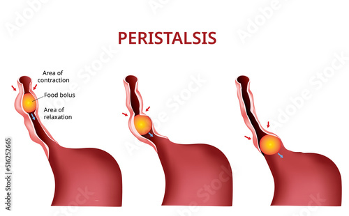 Digestion and Peristalsis. Esophagus and stomach to intestine, Vector