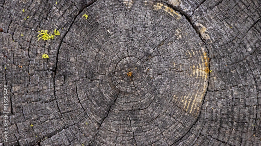Fototapeta premium Old Tree Stump with Rings
