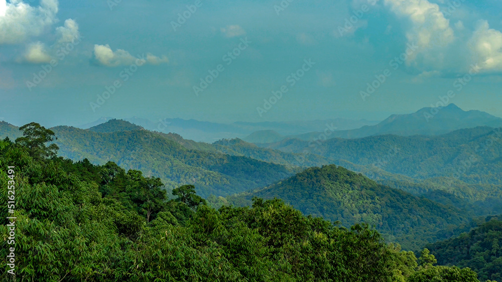 View of forest at the mountains View of forest at the mountains