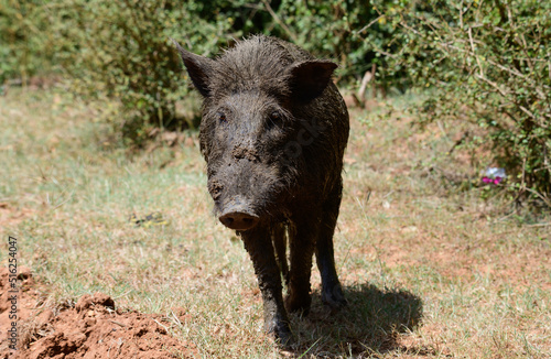 Sri Lankan Wild boar close-up photograph. Wet and dirty boar searching for food.