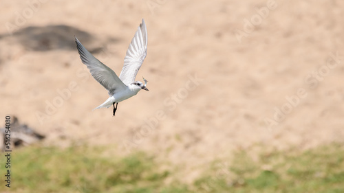 Whiskered tern with small fish on the beaks, flying away after successful fishing.