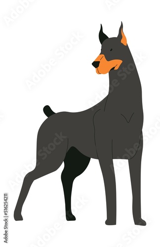 Doberman dog breed, domestic pet portrait puppy