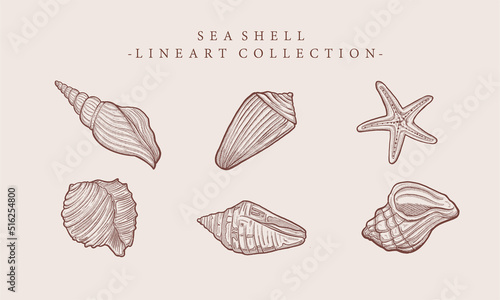 vintage hand drawn seashell starfish line art collection