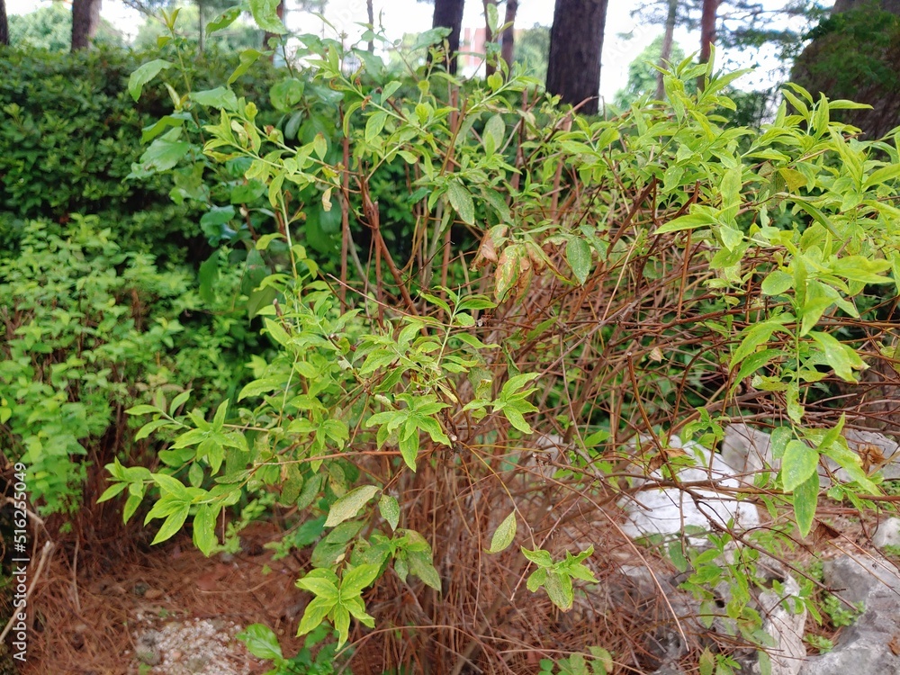 Guava tree in the park