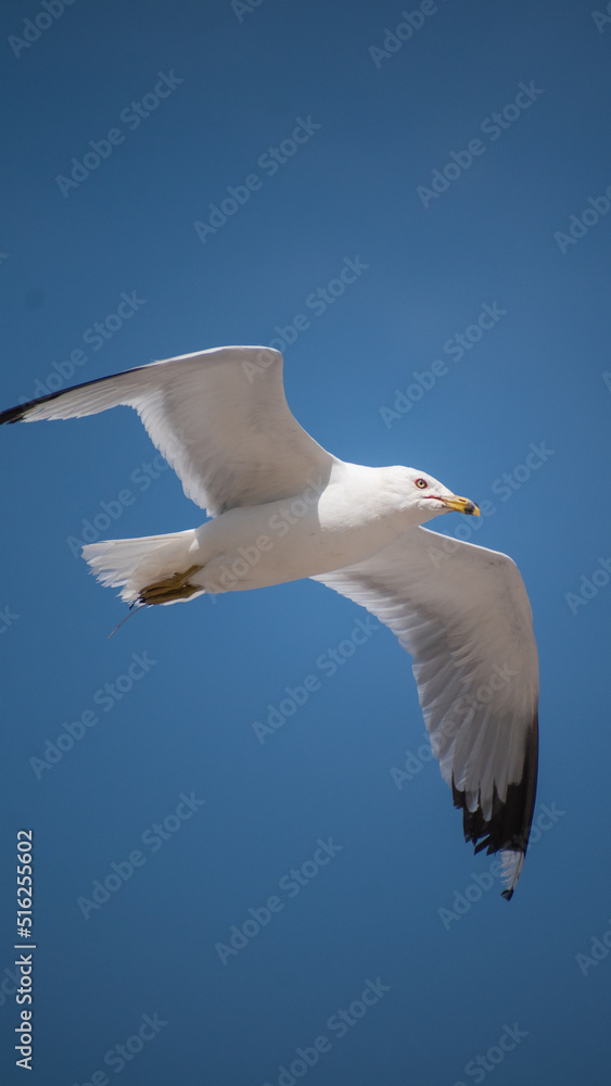 Obraz premium Seagull