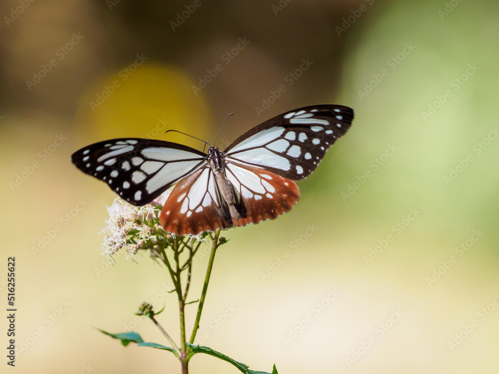 Obraz premium 渡りをする蝶アサギマダラの飛翔