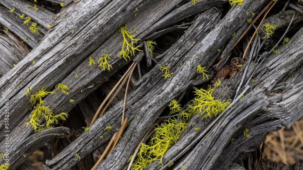 Old Dead Pine Tree Wood in Pine Needles Old Dead Pine Tree Wood in Pine Needles