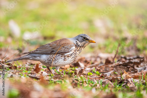 Wallpaper Mural Fieldfare, Turdus pilaris, on a sprng lawn. Torontodigital.ca