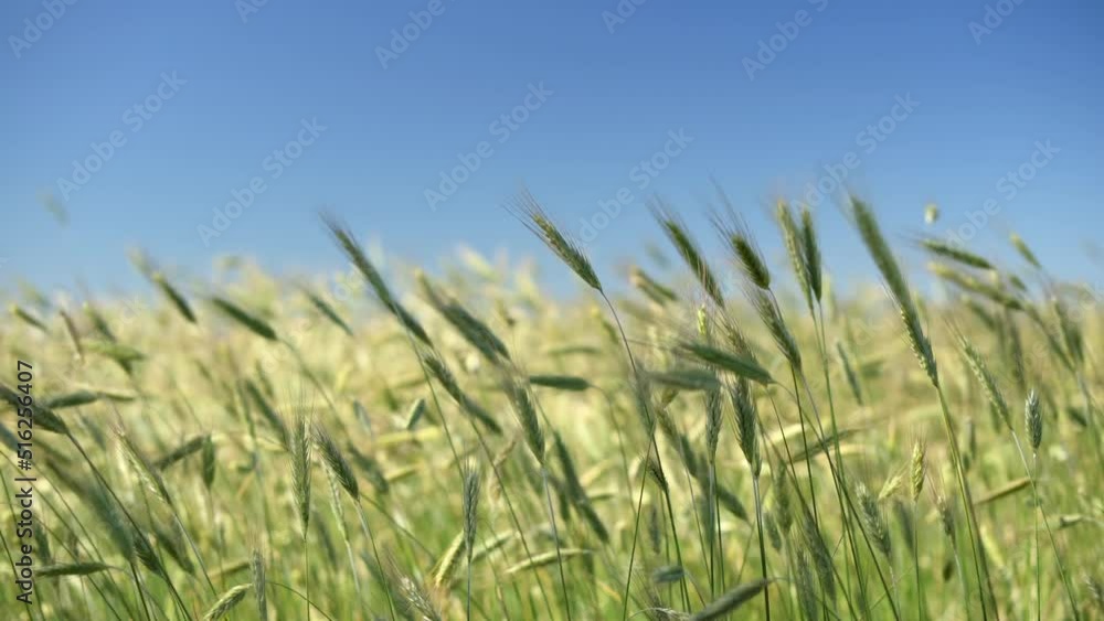 Green spikelets of wheat scatter with a blurred background Green spikelets of wheat scatter with a blurred background