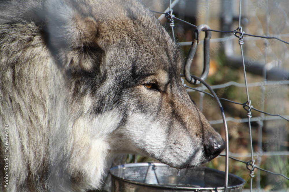 Fototapeta premium gray wolf canis lupus