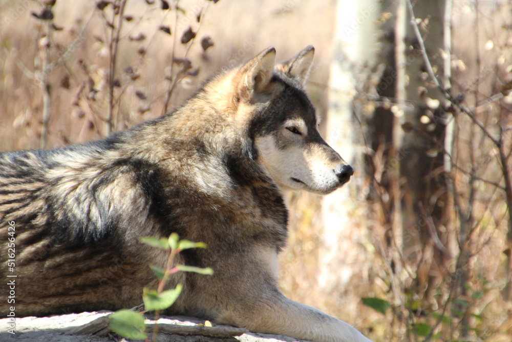 Fototapeta premium gray wolf lupus