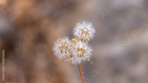 Wallpaper Mural Pretty Dandelions Flower Seeds in the Forest Torontodigital.ca