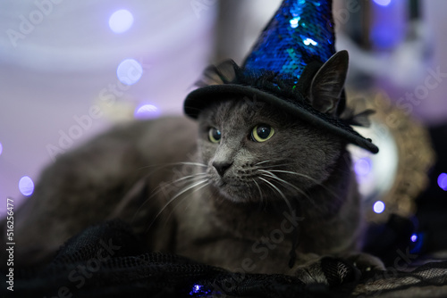 Black Cat with wizard hat in halloween setting