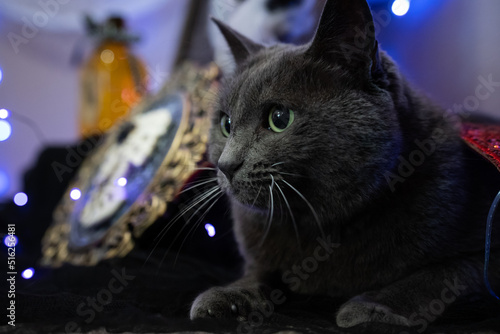 Black Cat in spooky Halloween setting